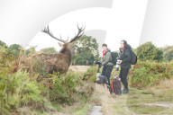 FEATURE - Brunftzeit der Hirsche in Richmond Park