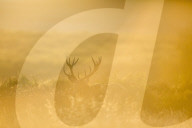FEATURE - Brunftzeit der Hirsche in Richmond Park