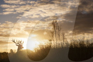 FEATURE - Brunftzeit der Hirsche in Richmond Park