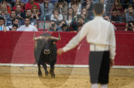 FEATURE - Stierkampf in Saragossa
