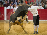 FEATURE - Stierkampf in Saragossa