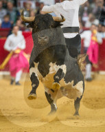 FEATURE - Stierkampf in Saragossa