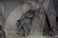 FEATURE - Prag und Madrid: Gleich zwei neue Zoo-Elefanten-Babies - 