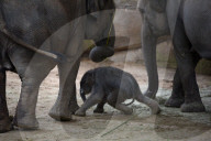 FEATURE - Prag und Madrid: Gleich zwei neue Zoo-Elefanten-Babies - 