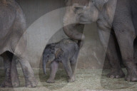 FEATURE - Prag und Madrid: Gleich zwei neue Zoo-Elefanten-Babies - 
