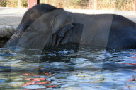 FEATURE - Prag und Madrid: Gleich zwei neue Zoo-Elefanten-Babies - 