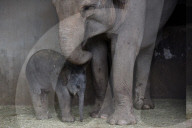 FEATURE - Prag und Madrid: Gleich zwei neue Zoo-Elefanten-Babies - 