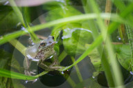FEATURE - Ton in Ton diese Frösche