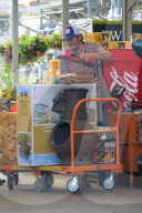 PEOPLE - Gwen Stefani schiebt Klein Apollo während Blake Shelton das Holz schleppt