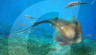 FEATURE - Wissenschaftler entdecken  prähistorischen Fisch