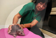 FEATURE - Pfirsichhaut: Igel "Nelson" hat keine Stacheln
