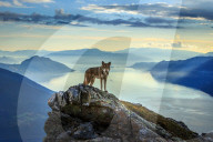 FEATURE - 'Tanzende' Wolfshunde in Norwegen