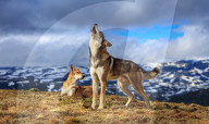 FEATURE - 'Tanzende' Wolfshunde in Norwegen