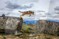 FEATURE - 'Tanzende' Wolfshunde in Norwegen