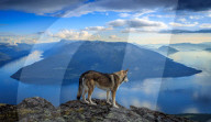 FEATURE - 'Tanzende' Wolfshunde in Norwegen