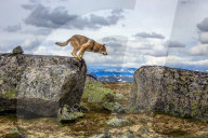 FEATURE - 'Tanzende' Wolfshunde in Norwegen