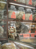 FEATURE - Hong Kong: Jeder Laden hat seine eigene Katze