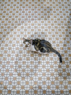 FEATURE - Hong Kong: Jeder Laden hat seine eigene Katze