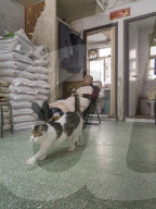 FEATURE - Hong Kong: Jeder Laden hat seine eigene Katze