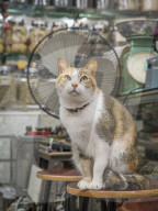 FEATURE - Hong Kong: Jeder Laden hat seine eigene Katze