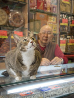 FEATURE - Hong Kong: Jeder Laden hat seine eigene Katze