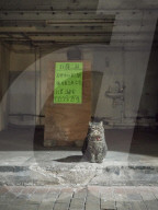 FEATURE - Hong Kong: Jeder Laden hat seine eigene Katze