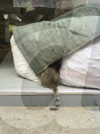 FEATURE - Hong Kong: Jeder Laden hat seine eigene Katze