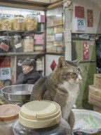 FEATURE - Hong Kong: Jeder Laden hat seine eigene Katze