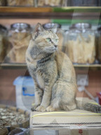 FEATURE - Hong Kong: Jeder Laden hat seine eigene Katze