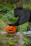 FEATURE - Halloween-Kürbisse auch für Tiere