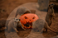 FEATURE - Halloween-Kürbisse auch für Tiere