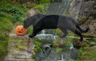 FEATURE - Halloween-Kürbisse auch für Tiere