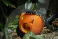 FEATURE - Halloween-Kürbisse auch für Tiere