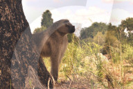 FEATURE - Die schöne Tierwelt von Zimbabwe