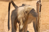 FEATURE - Die schöne Tierwelt von Zimbabwe