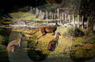 FEATURE - Kängurus in der Wildnis nahe Perth