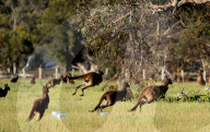 FEATURE - Kängurus in der Wildnis nahe Perth