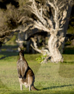 FEATURE - Kängurus in der Wildnis nahe Perth