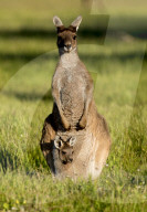 FEATURE - Kängurus in der Wildnis nahe Perth