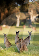 FEATURE - Kängurus in der Wildnis nahe Perth