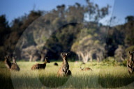FEATURE - Kängurus in der Wildnis nahe Perth