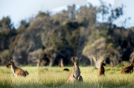 FEATURE - Kängurus in der Wildnis nahe Perth