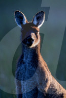 FEATURE - Kängurus in der Wildnis nahe Perth