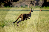 FEATURE - Kängurus in der Wildnis nahe Perth
