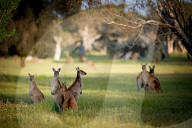 FEATURE - Kängurus in der Wildnis nahe Perth