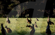 FEATURE - Kängurus in der Wildnis nahe Perth