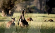 FEATURE - Kängurus in der Wildnis nahe Perth