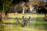 FEATURE - Kängurus in der Wildnis nahe Perth