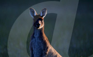FEATURE - Kängurus in der Wildnis nahe Perth