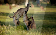 FEATURE - Kängurus in der Wildnis nahe Perth